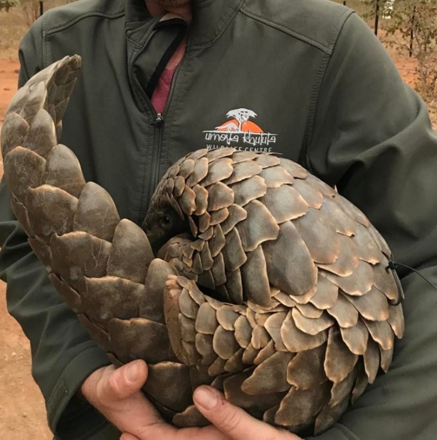pangolin umoya pangolin umoya
